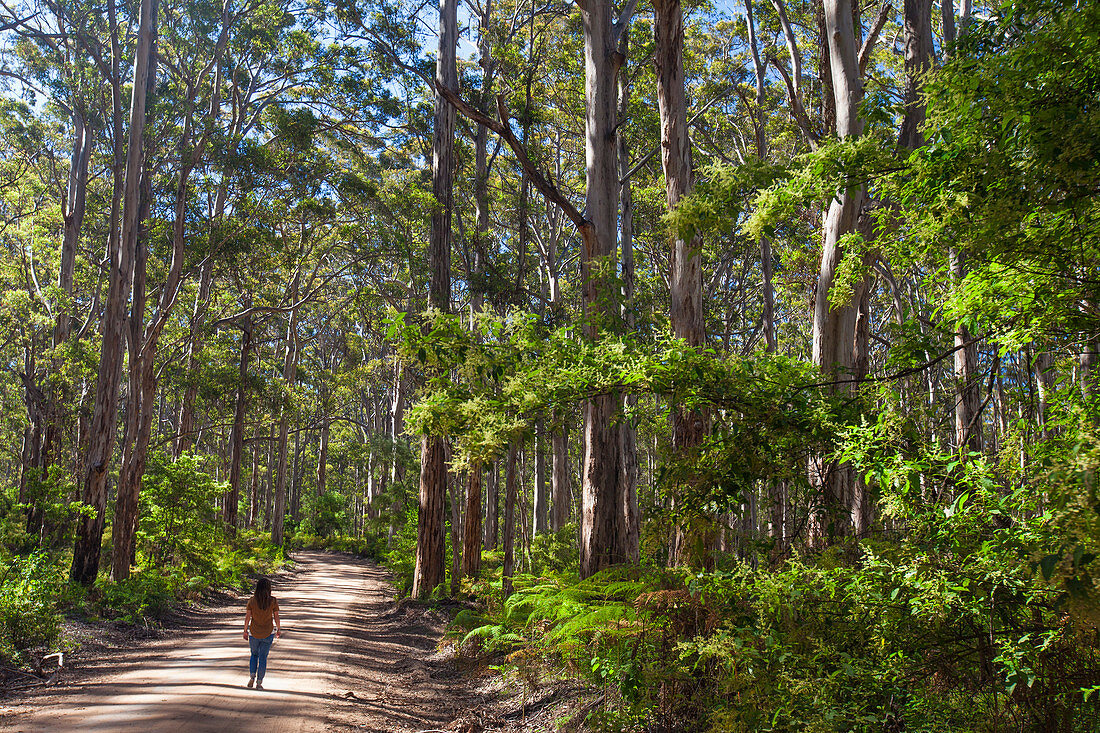 Young Woman Hiking On A Dirt Road Passing Through Karri Forest In Western Australia