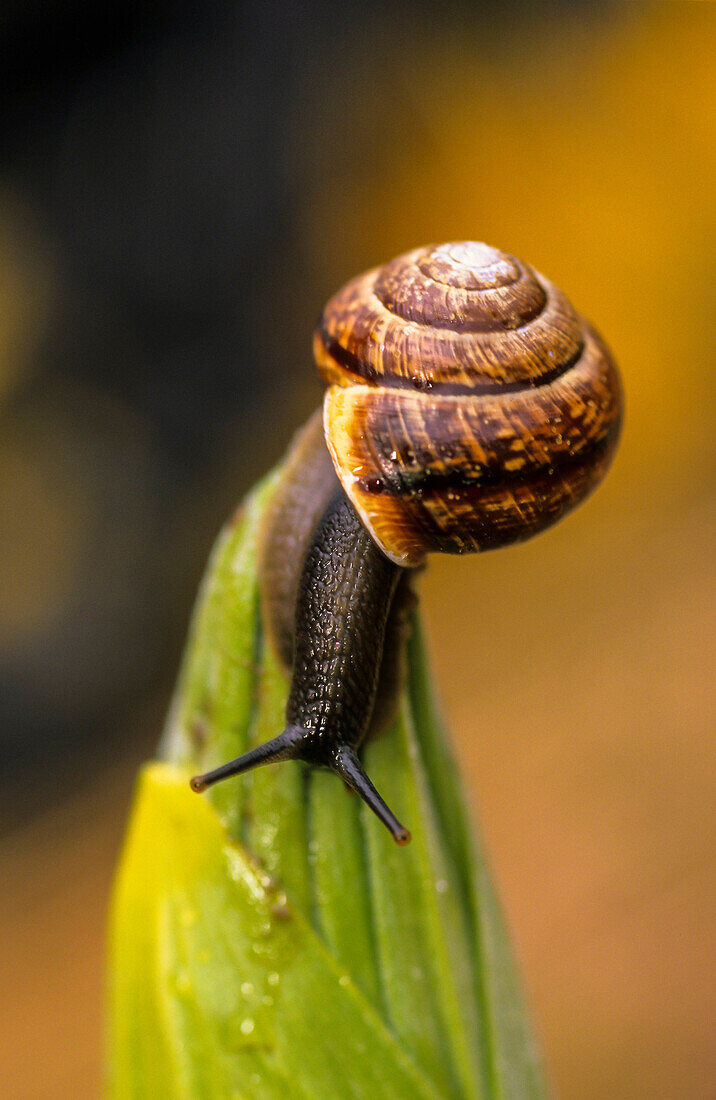 Vineyard snail Helix pomatia