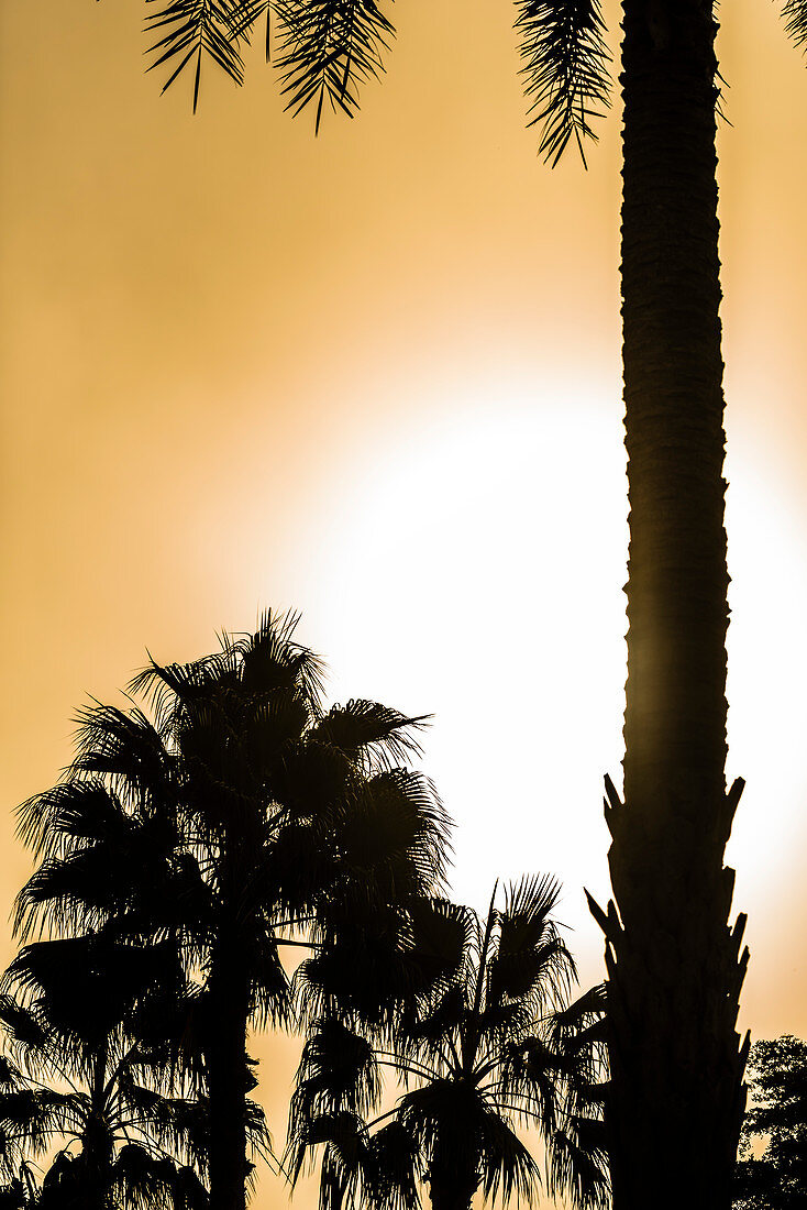 Silhouette von Palmen nach dem Sonnenaufgang im Gegenlicht, Fort Myers Beach, Florida, USA