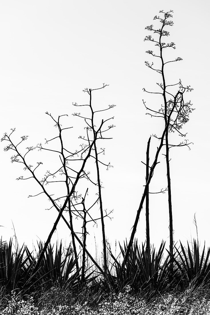 Silhouette of small bare trees on the beach, Boca Grande, Florida, USA