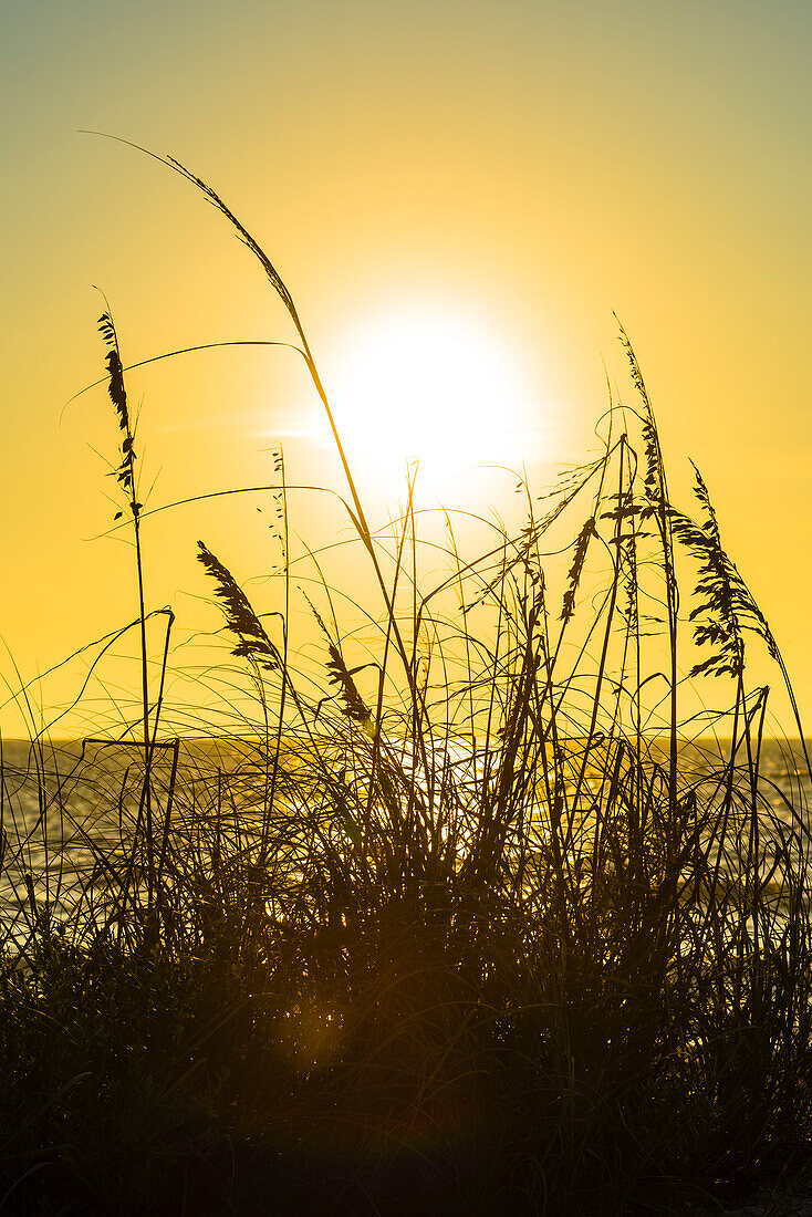 Silhouette of grasses on the beach at sunset, Boca Grande, Florida, USA