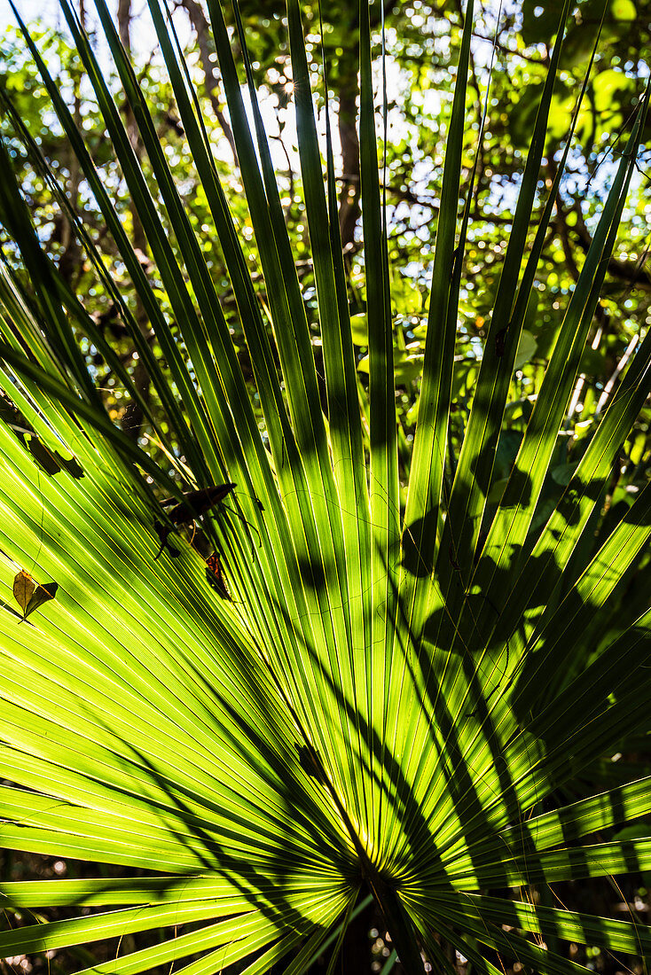 Fern leaves against the light in a national park, Fort Myers Beach, Florida, USA