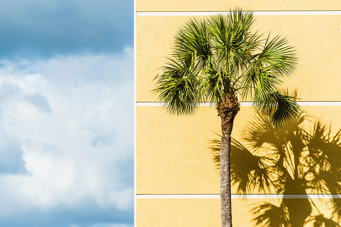 A palm tree in front of a yellow wall of a building as a contrast to the blue sky, Fort Myers Beach, Florida, USA