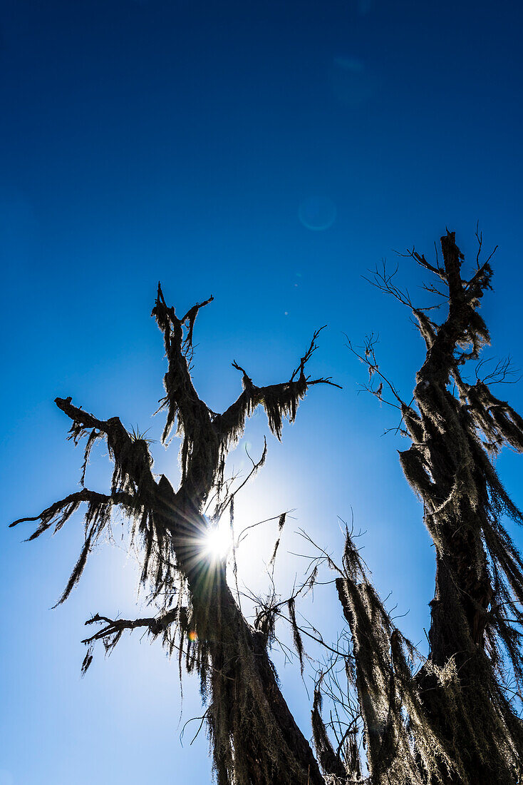 Silhouette von einem alten ungewöhnlichen bewachsenen Baum im Gegenlicht in einem Nationalpark, Fort Myers, Florida, USA