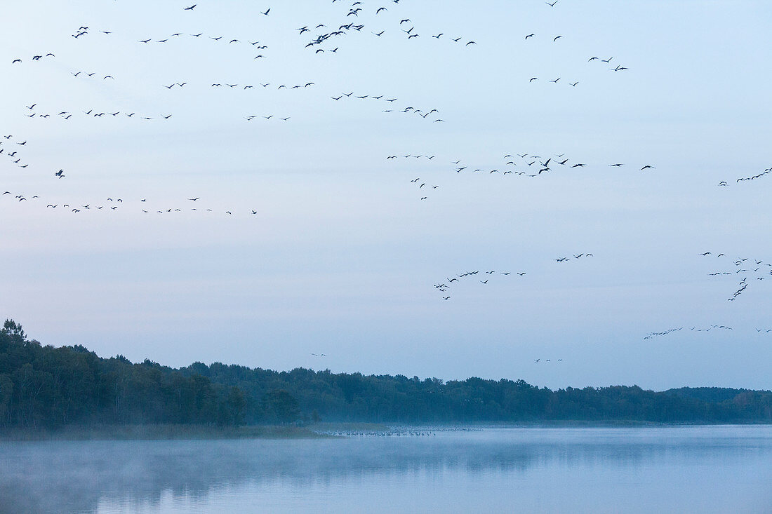 crane, cranes arriving at their roost, observation spot, Rederangsee, Müritz National Park, Mecklenburg lakes, Federow, Mecklenburg-West Pomerania, Germany, Europe