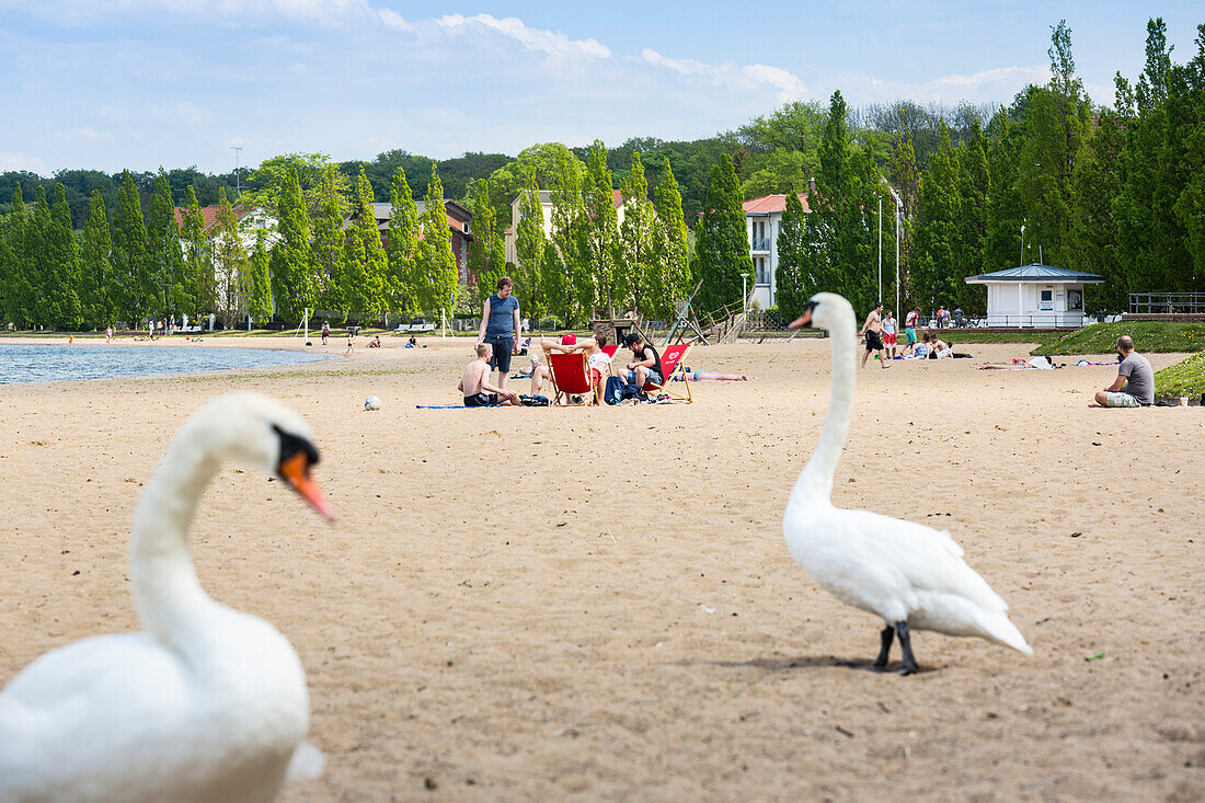 Zippendorf beach, summer, swimming, swan, swans, provincial capital, Mecklenburg lakes, Schwerin, Mecklenburg-West Pomerania, Germany, Europe