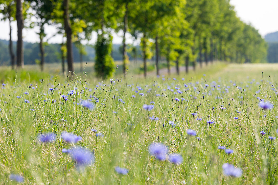 Wiese mit Kornblumen und Mohnblumen bei Klein Vielen, Mecklenburgische Seen, Mecklenburgisches Seenland, Mecklenburgische Seenplatte, Mecklenburg-Vorpommern, Deutschland, Europa