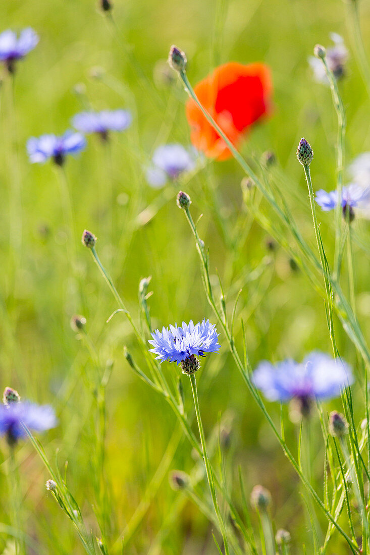 Wiese mit Kornblumen und Mohnblumen bei Klein Vielen, Mecklenburgische Seen, Mecklenburgisches Seenland, Mecklenburgische Seenplatte, Mecklenburg-Vorpommern, Deutschland, Europa