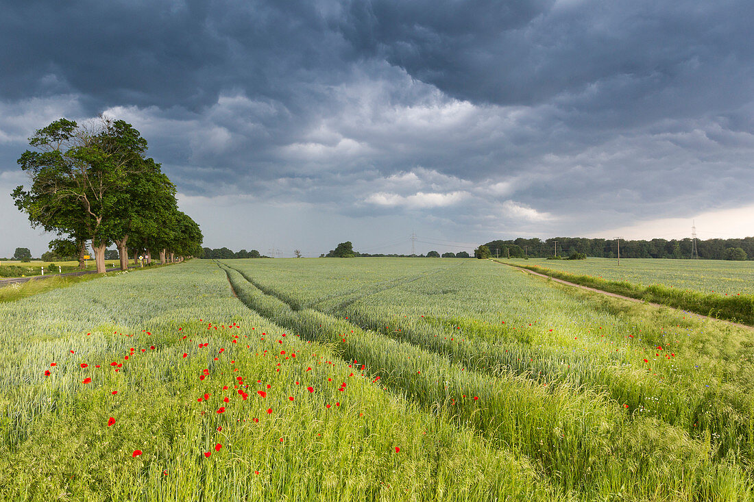 thunderstorm near Stuer, crop field, dramatic clouds, Mecklenburg lakes, Mecklenburg lake district, Mecklenburg-West Pomerania, Germany, Europe