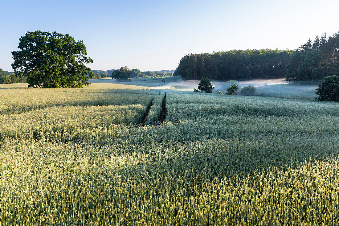 landscape near Jugendwaldheim Steinmühle, moring fog, mist, Müritz National Park, Mecklenburg lakes, Mecklenburg lake district, Mecklenburg-West Pomerania, Germany, Europe