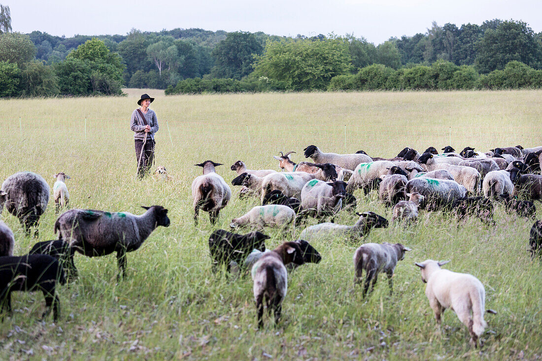 shepherdess Josephine Hermühlen, Hullerbusch, sheep, between Feldberg, Wittenhagen and Carwitz, Feldberg, Mecklenburg lakes, Mecklenburg lake district, Mecklenburg-West Pomerania, Germany, Europe