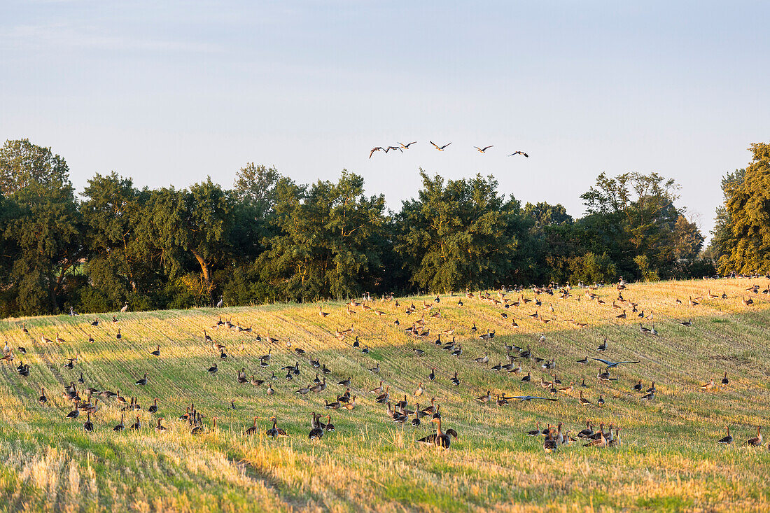 Wildgänse auf einem Feld, Landschaft am Rittermannshagener See, nahe Kummerower See, Mecklenburgische Seenplatte, Mecklenburgische Seen, Mecklenburg-Vorpommern, Deutschland, Europa