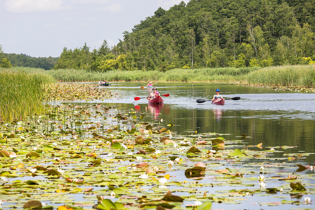 Paddel- und Kanutour bei Granzow, Granzower Möschen, rote Boote, Familie, Familienurlaub, Sommer, Urlaub, baden, paddeln, Seerosen, Kleinseenplatte, südlich der Müritz, Mecklenburgische Seenplatte, Mecklenburgische Seen, Granzow, Mecklenburg-Vorpommern, D