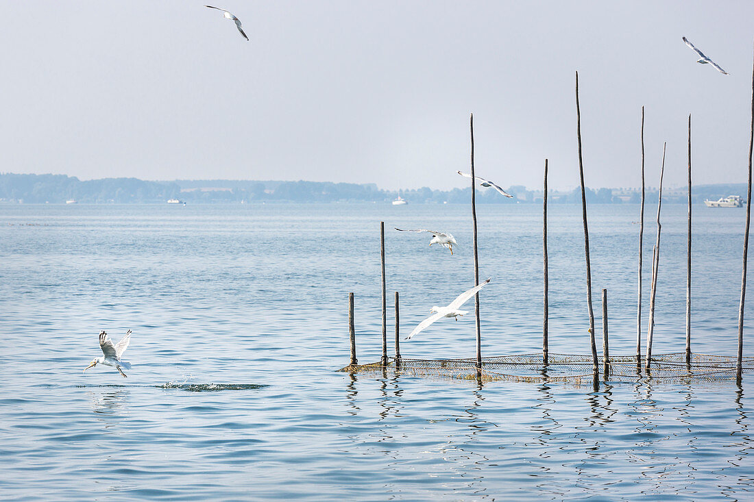 Seagulls, fish trap, Mecklenburg lakes, Mecklenburg lake district, Röbel, Mecklenburg-West Pomerania, Germany, Europe