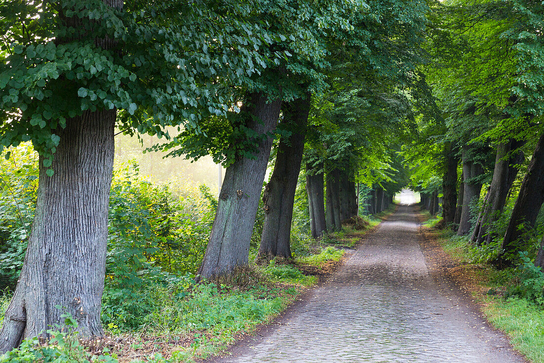 Landschaft, Baumallee, Allee, Schaalsee, Sonnenaufgang, Biosphärenreservat Schaalsee, Westmecklenburg, Mecklenburgische Seenplatte, Mecklenburgische Seen, Stintenburg, Mecklenburg-Vorpommern, Deutschland, Europa