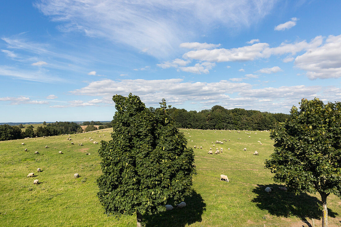 Landschaft im Naturschutzgebiet Warnow Durchbruchstal, Schafe, Westmecklenburg, Mecklenburgische Seenplatte, Groß Görnow, Mecklenburg-Vorpommern, Deutschland, Europa