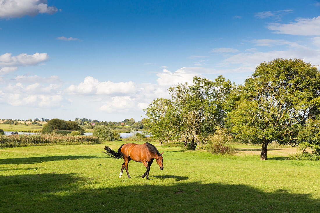 Horses, paddock, landscape, meadow, Alt Meteln, Mecklenburg-West Pomerania, Germany, Europe