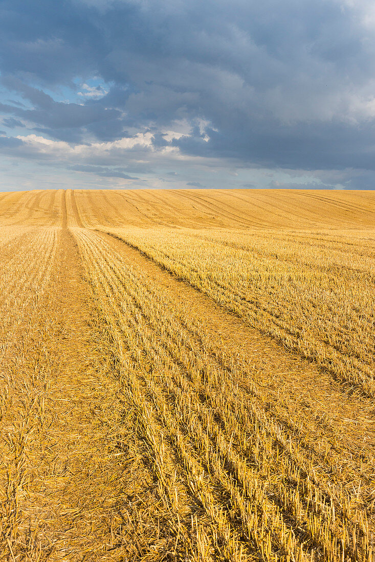 Harvested field, crops, landscape, Alt Meteln, Mecklenburg-West Pomerania, Germany, Europe