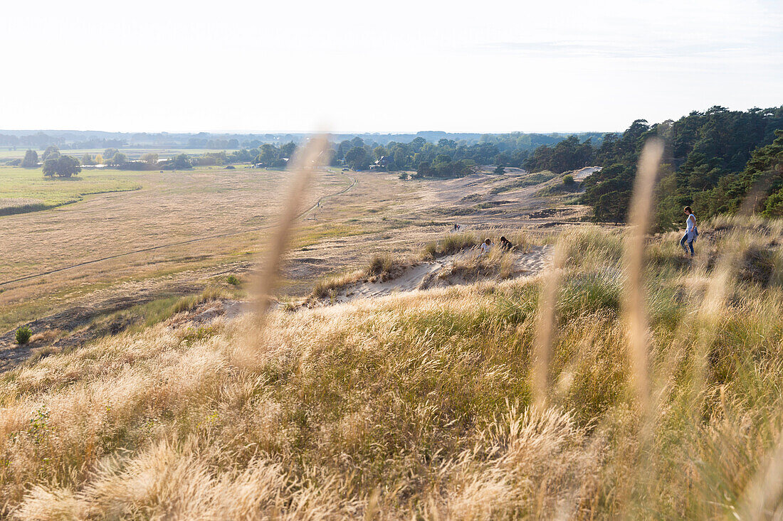 dunes of the valley of river Elbe, near Klein Schmölen, Mecklenburg lakes, Dömitz, river Elbe, Mecklenburg-West Pomerania, Germany, Europe