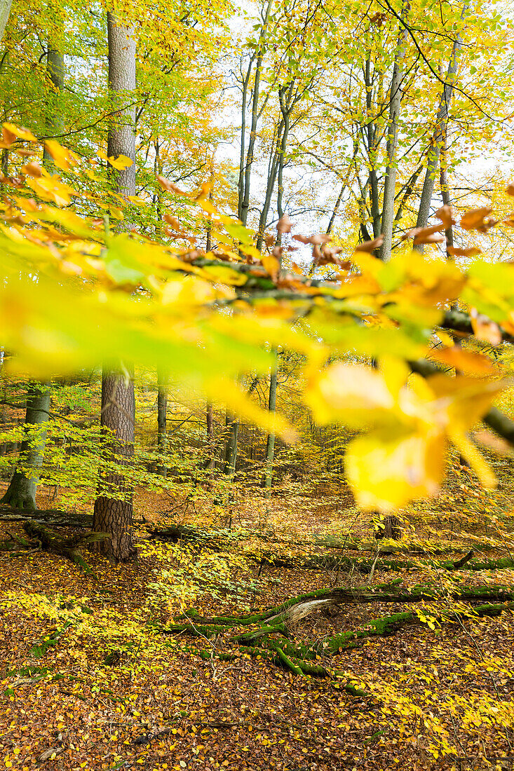 autumn hike at Serrahner beech wood forest, fall, forest experience trail, Müritz National Park, Mecklenburg lakes, near Serrahn, Mecklenburg-West Pomerania, Germany, Europe