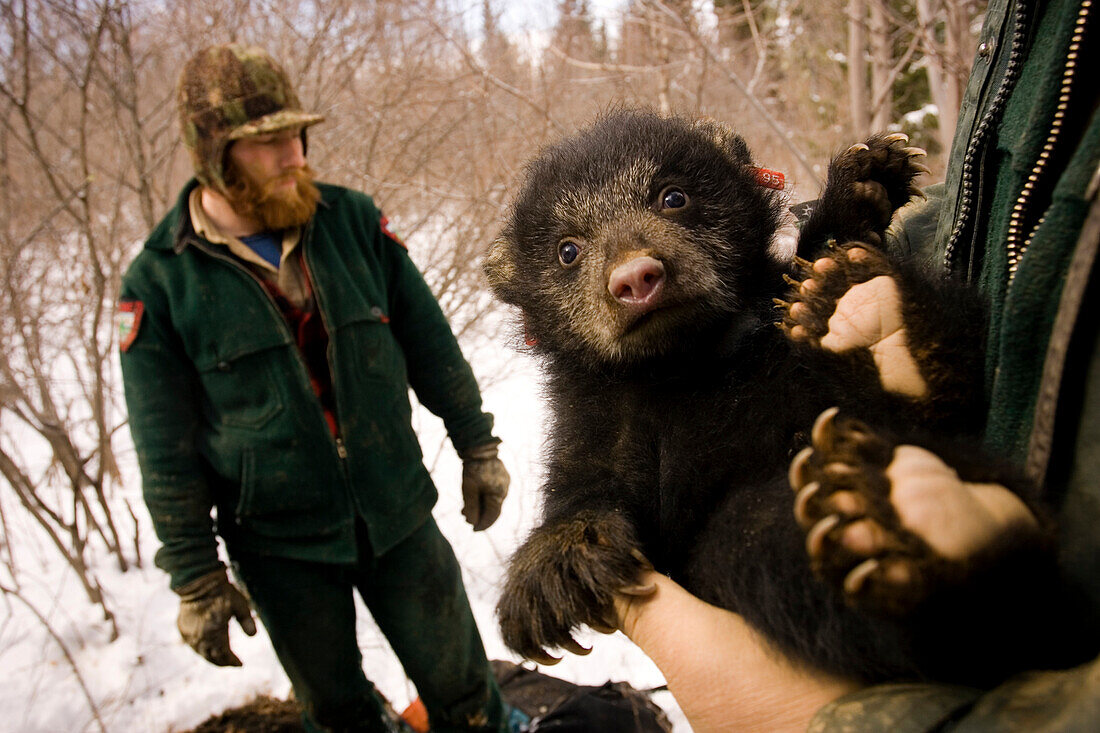 A six-week-old black bear cub is held by a Maine state biologist during annual winter visit to select dens