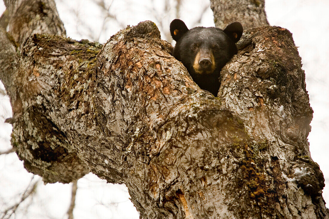 A female black bear pokes her head out of the opening of her treetop den nearly 40 feet off the ground in a sugar maple tree in Maine's north woods.