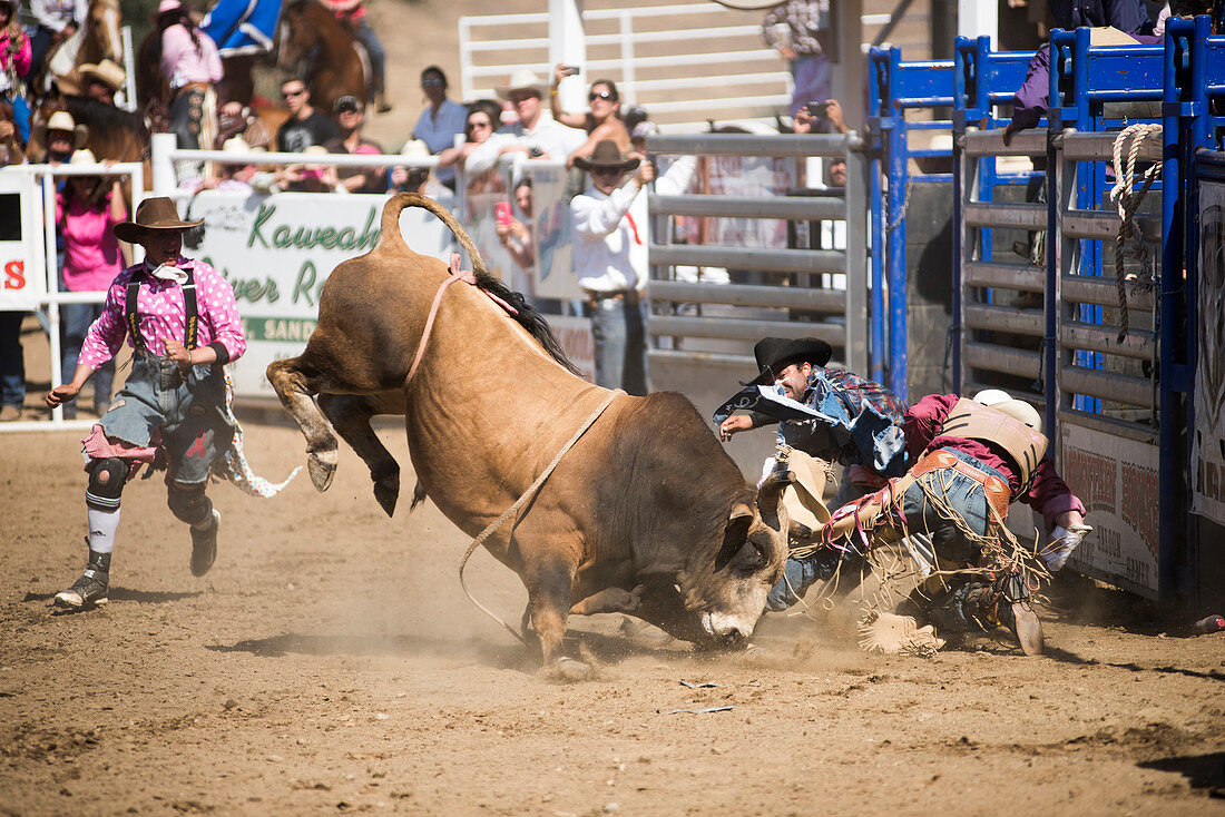 Bullfighter rodeo clowns try to distract a bull as its rider is bucked to the ground  at the Woodlake Lions Rodeo rodeo in Woodlake, Calif., on May 10, 2015.