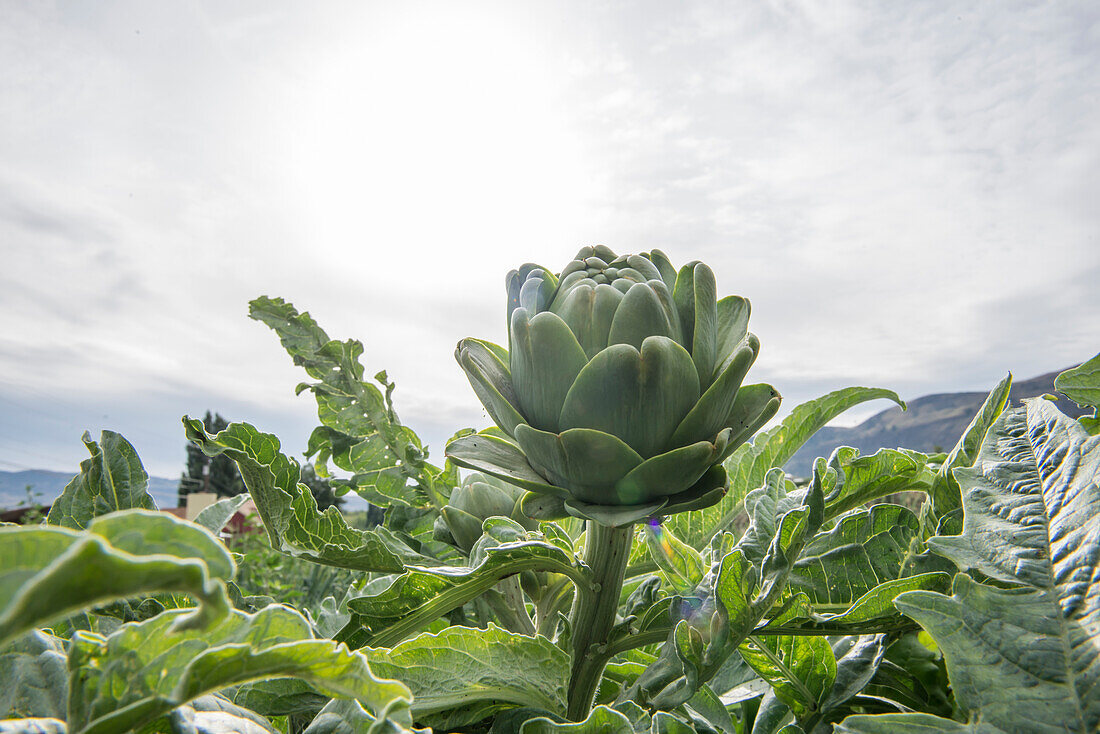 Close Up Of An Artichoke Growing At An Organic Farm