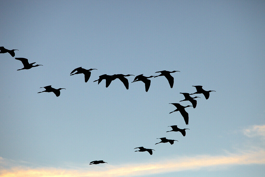 Egypt Birds Flying On The River Nile To The Late Afternoon