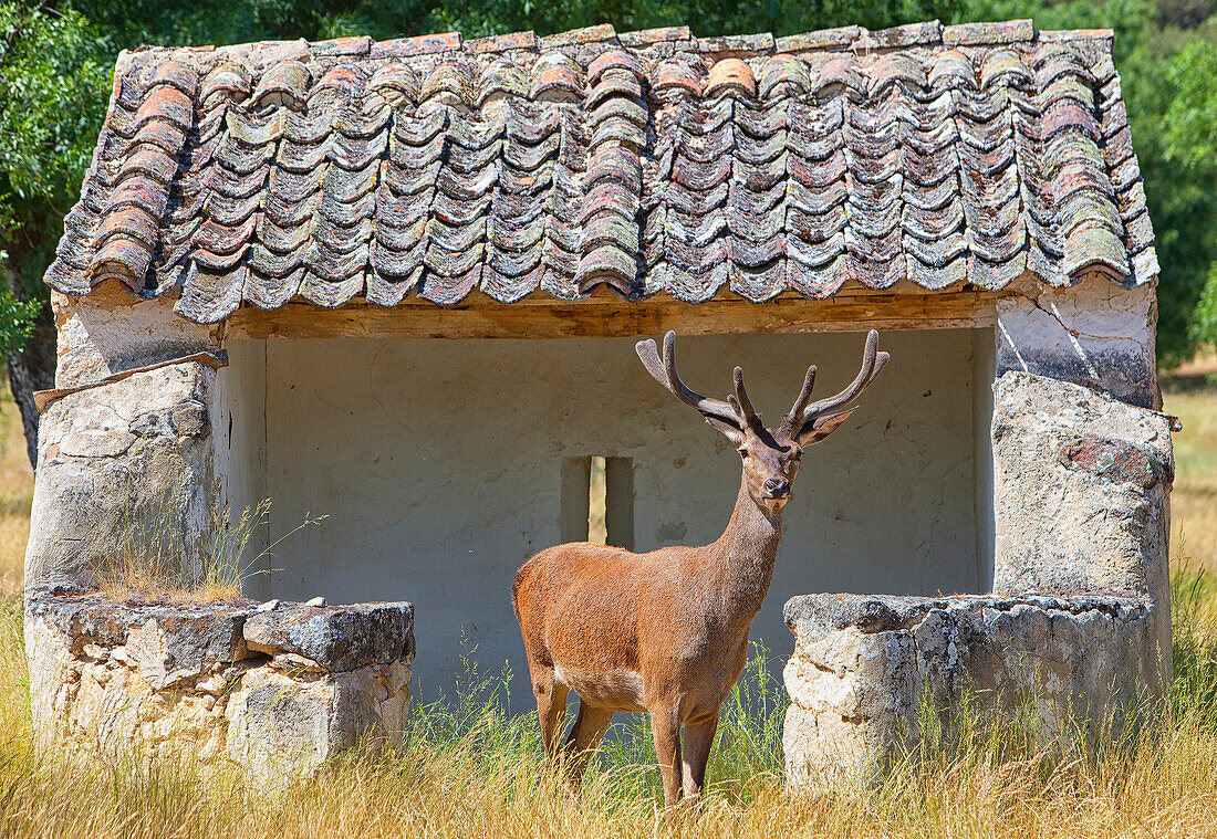 Red Deer Stag, Cervus Elaphus In Montes De Toledo, Spain