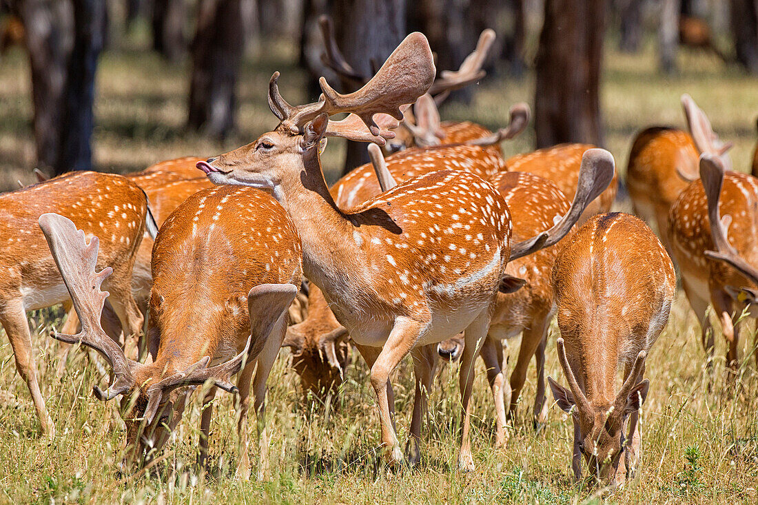 Herd Of Red Deer In Montes De Toledo, Spain