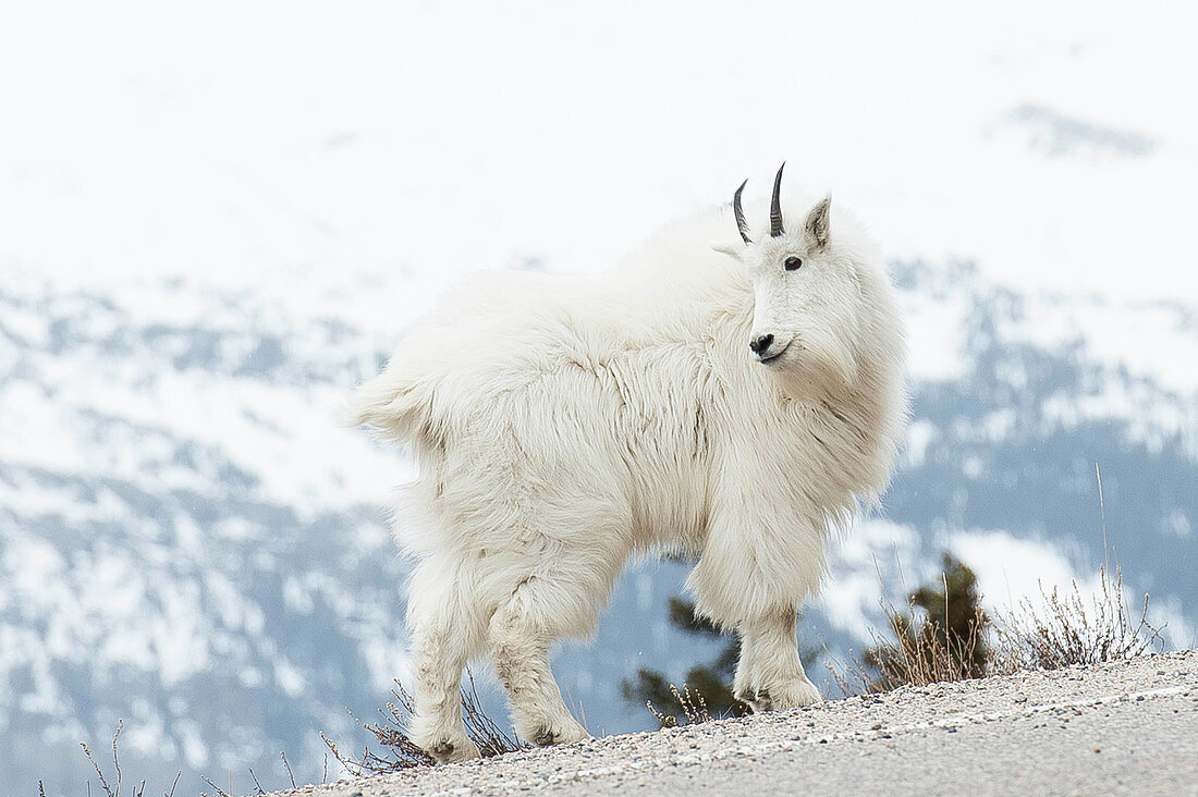 Mountain Goat Standing On Side Of The Road