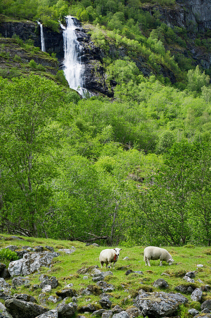 Sheep In A Grassy Mountain Field Below A Waterfall In Flam, Norway