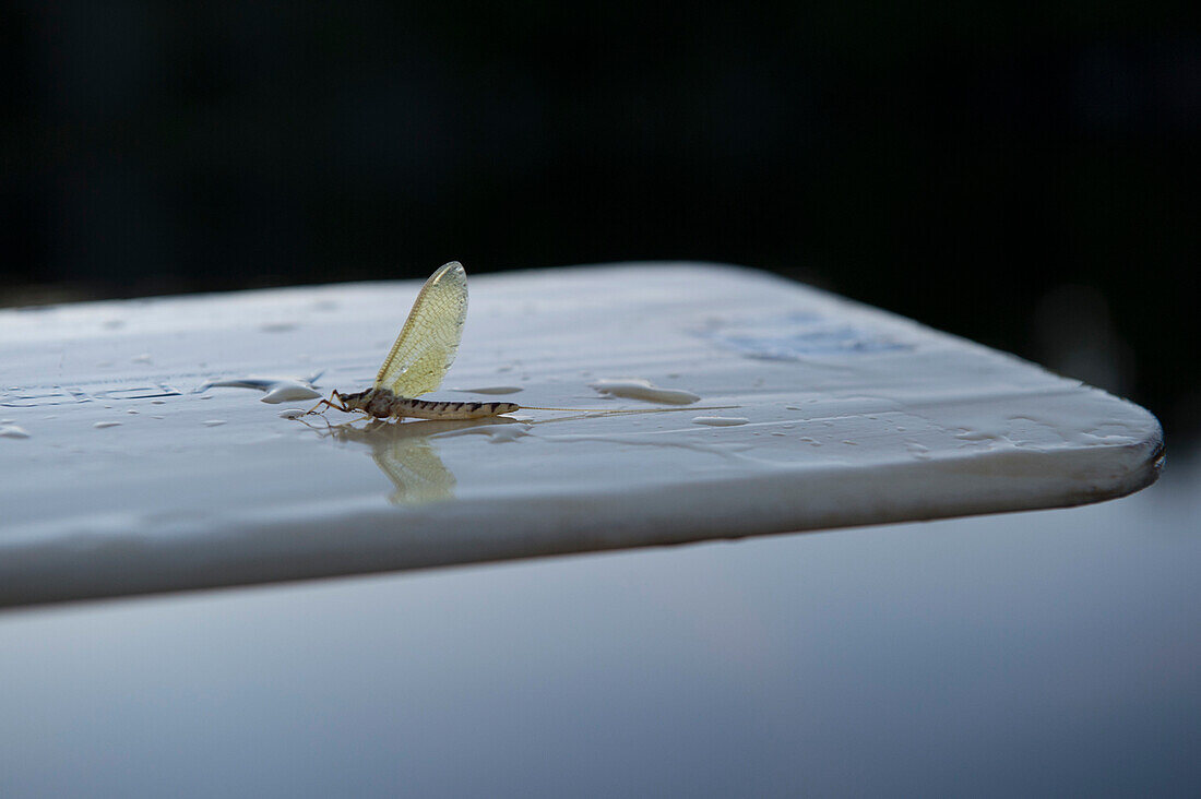 Hexagenia Limbata Resting On A Wet Canoe Paddle