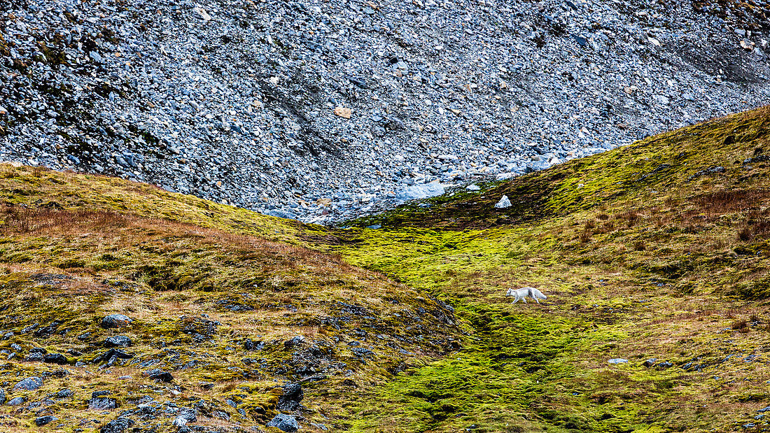 Young Arctic Fox On Grassy Landscape With Rocky Hill In The Background
