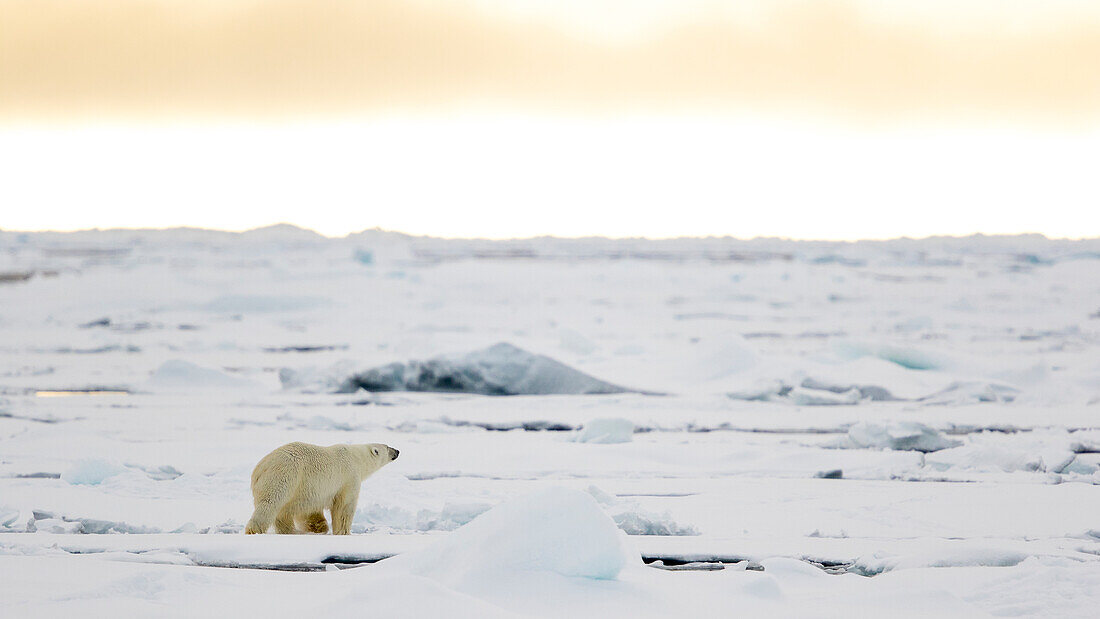 Polar Bear Walking On The Pack Ice In Spitsbergen, Svalbard