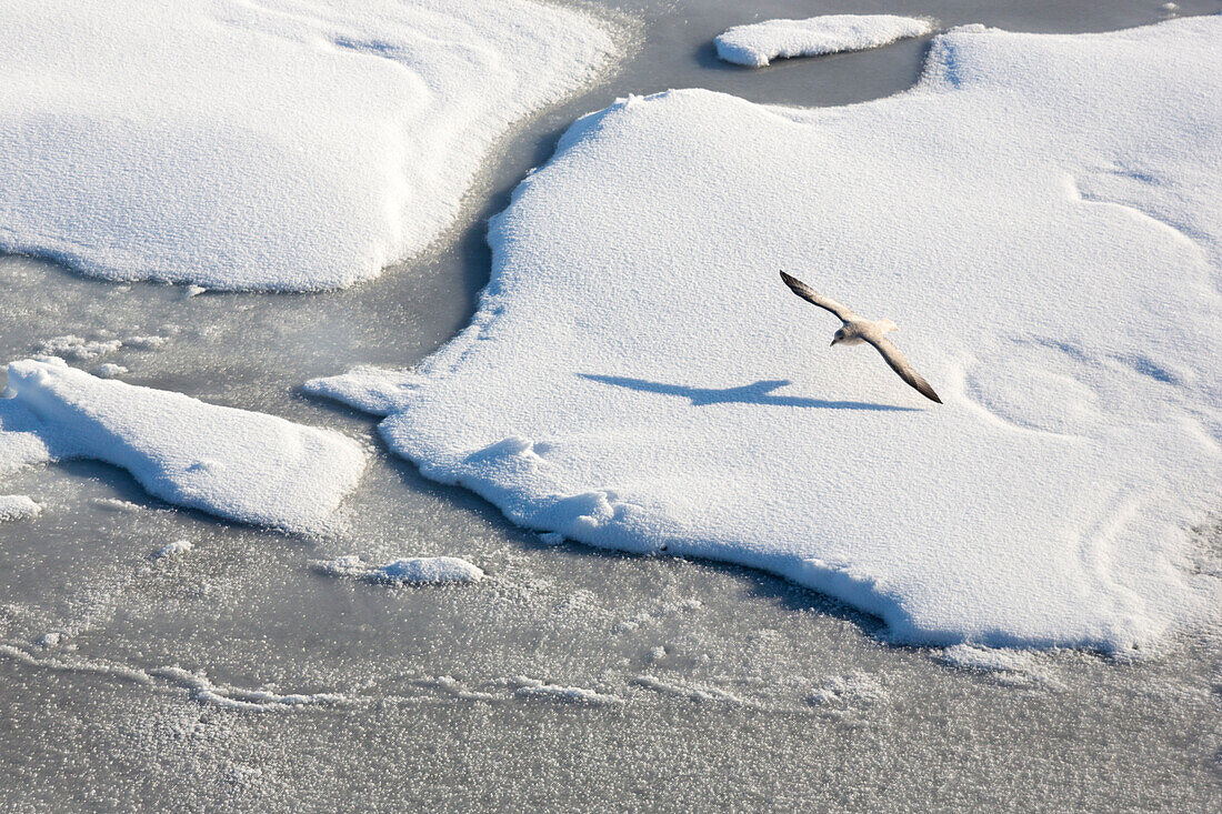 Northern Fulmar Flying Above Immaculate Pack Ice In Spitsbergen, Svalbard
