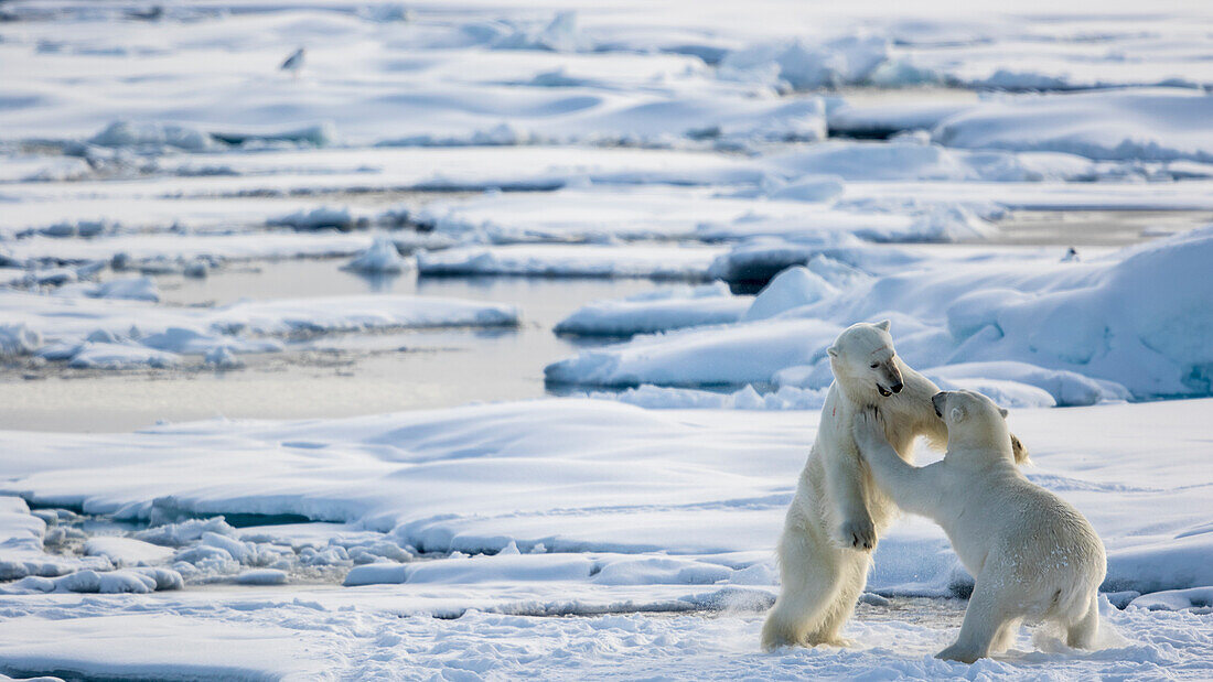 Two Polar Bears Fighting On The Pack Ice In Spitsbergen, Svalbard