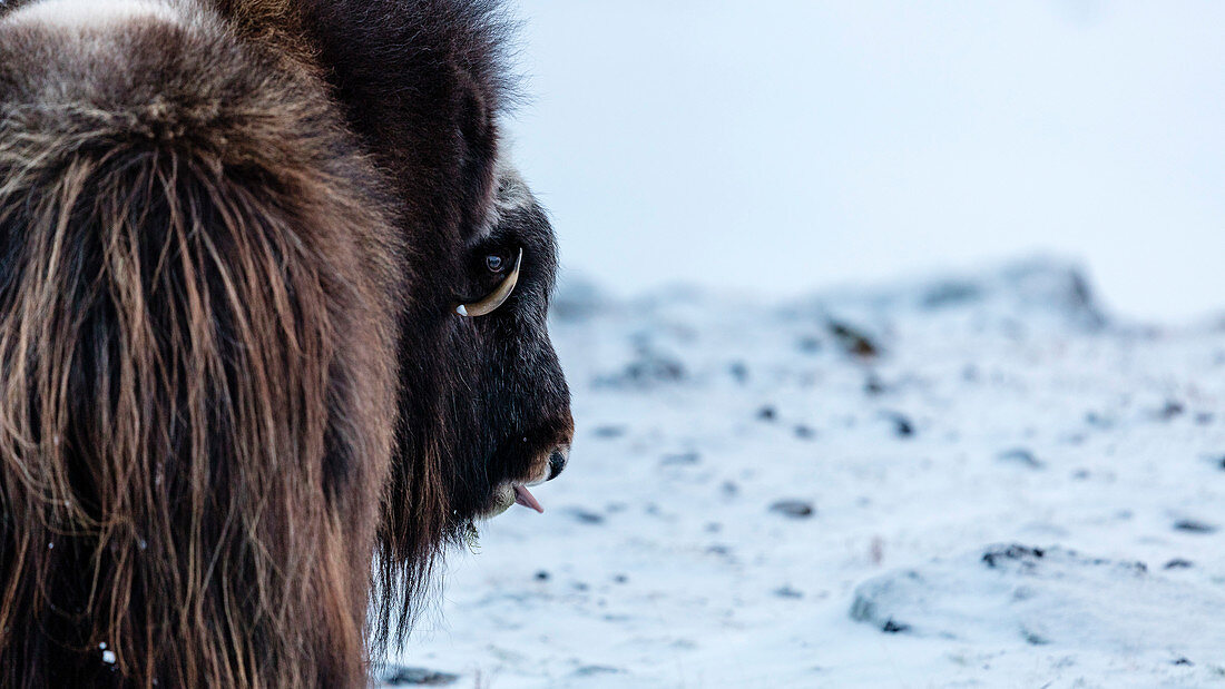 Rear View Of Musk Ox On Snowy Landscape In Dovrefjell National Park