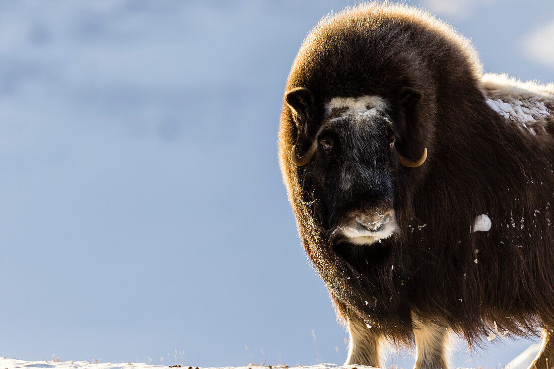Portrait Of A Musk Ox Standing On The Snow
