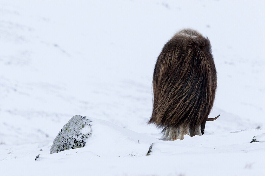 Rear View Of Musk Ox Walking In Dovrefjell National Park In Norway