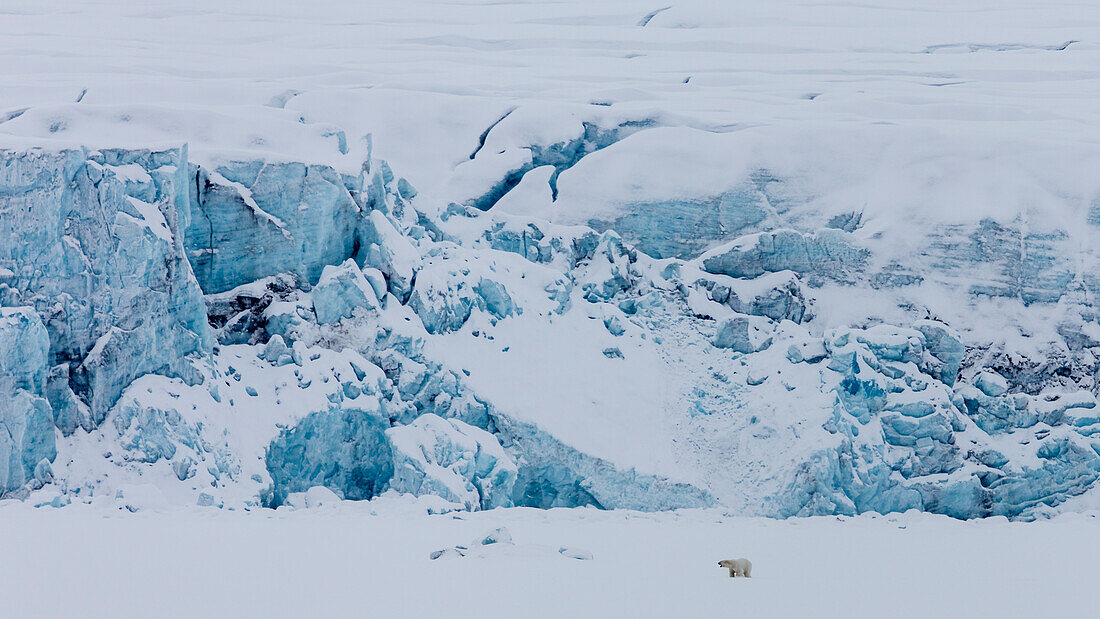 Long Exposure Of Polar Bear In Svalbard