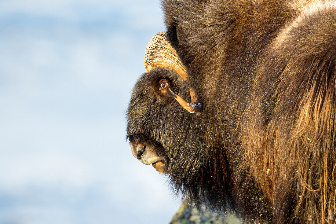 Close Up Of A Musk Ox Head In Dovrefjell National Park