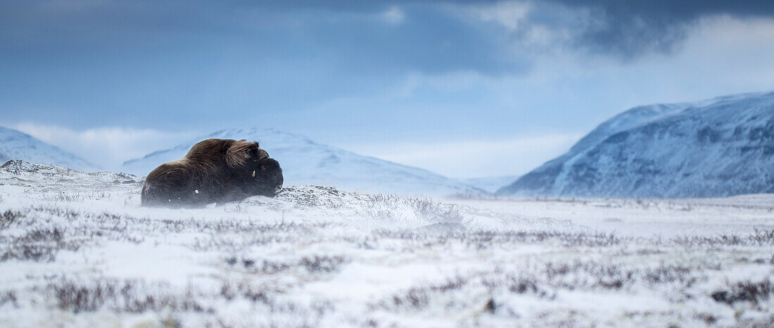 Musk Ox In A Winter Landscape Sitting In Dovrefjell, Norway