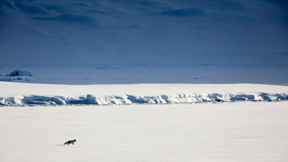 Long Exposure Of Lonely Arctic Fox Walking In Snow