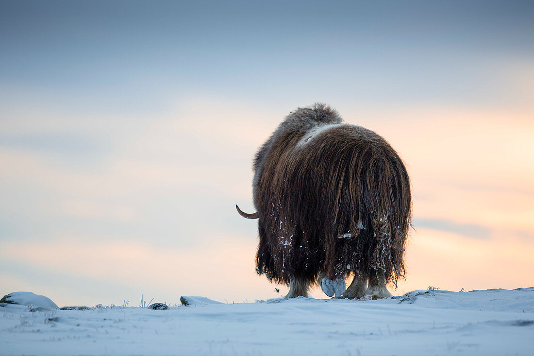 Musk Ox Walking In A Winter Landscape During Sunset In Dovrefjell, Norway