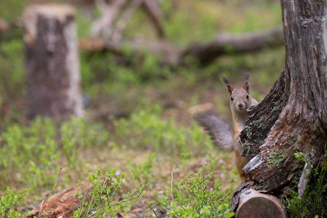 Squirrel Hiding Behind A Tree In A Boreal Forest In Finland