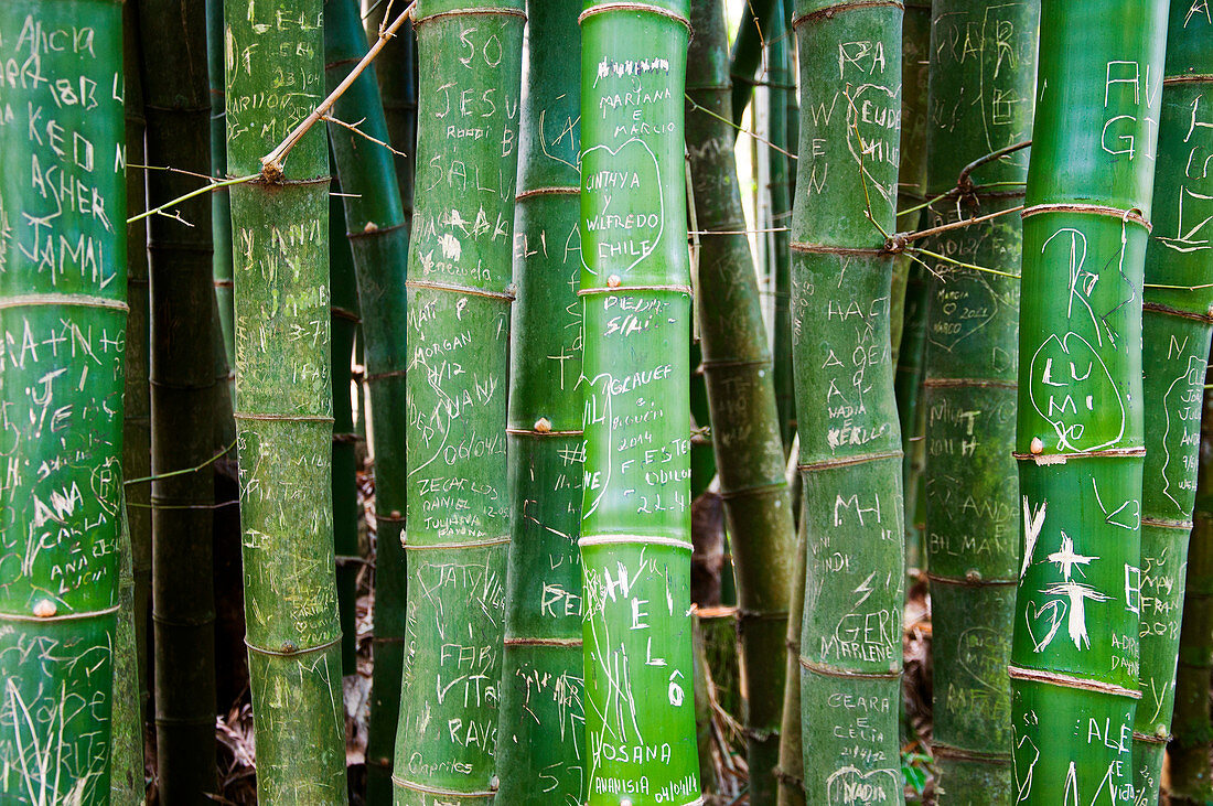 Bamboo with markings in the Botanical Garden of Rio de Janeiro