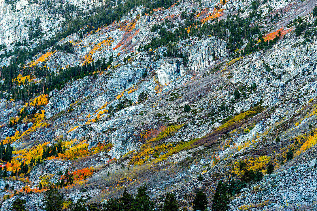 Bristlecone Pine Trees In Sierra Nevada