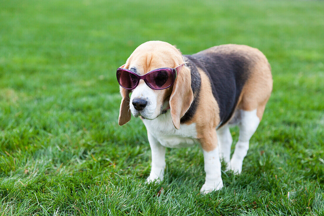 Beagle Puppy With Sunglasses Standing On Grass